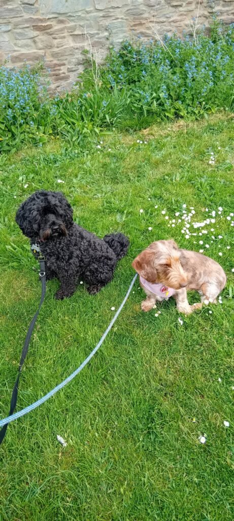 Dogs running and romping freely in a secure, expansive outdoor play area at Jackson Tiny Tails in Bristol.