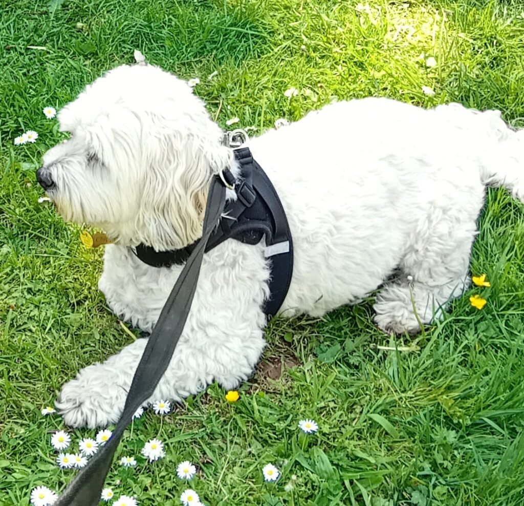 A dog sitting calmly outdoors, enjoying the breeze and garden scents at Jackson Tiny Tails in Bristol