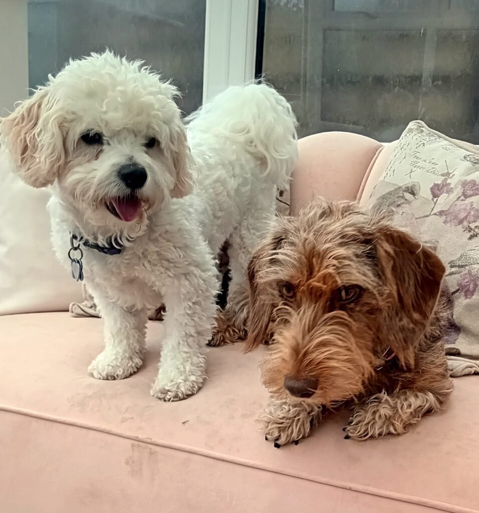A relaxed dog lying comfortably in a warm, home-like setting.