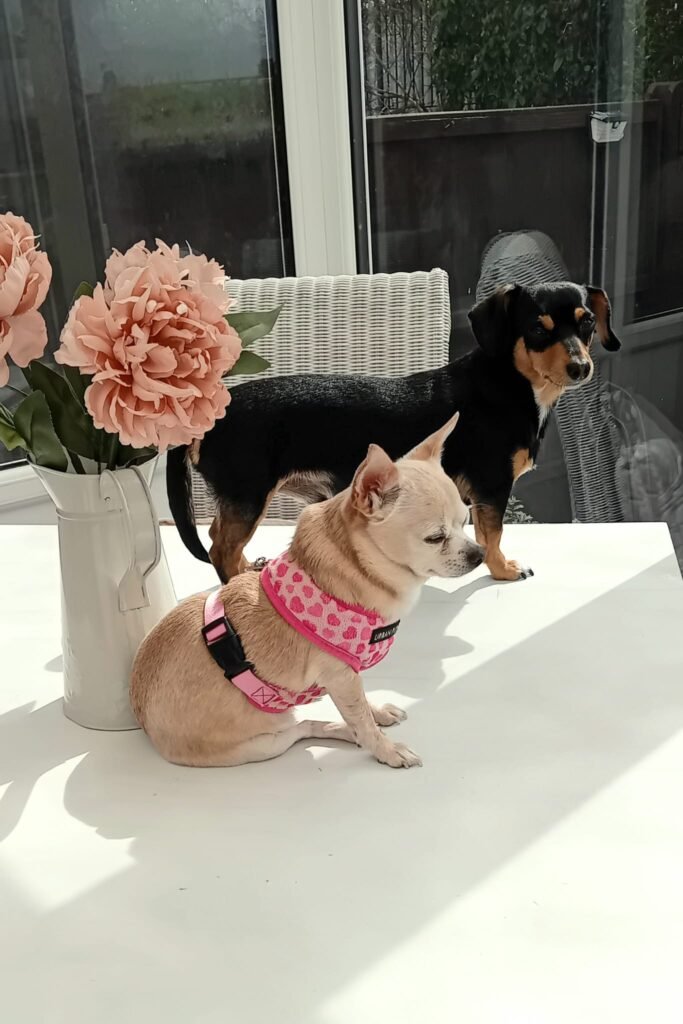 Dogs resting quietly in a relaxed, home-style setting in Bristol.