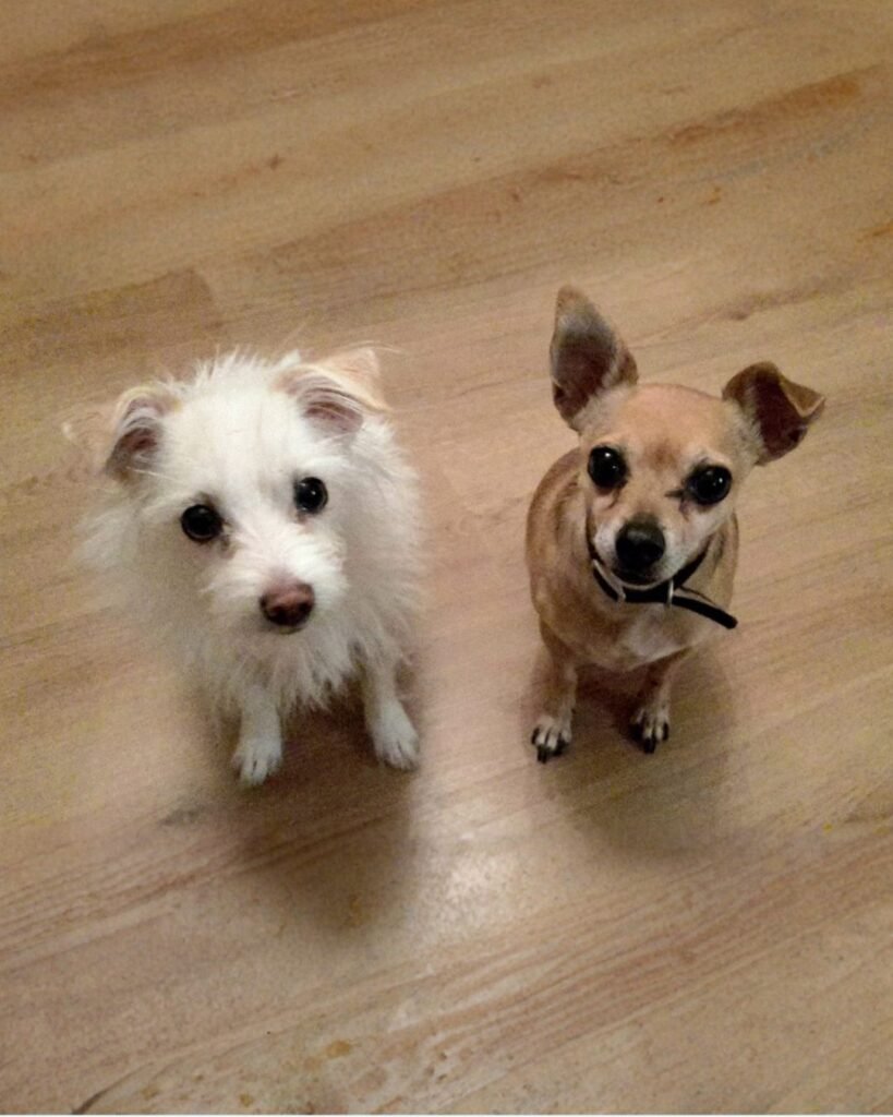 Dogs lounging peacefully indoors in a calm, cosy space carefully maintained by the Jackson Tiny Tails owner.