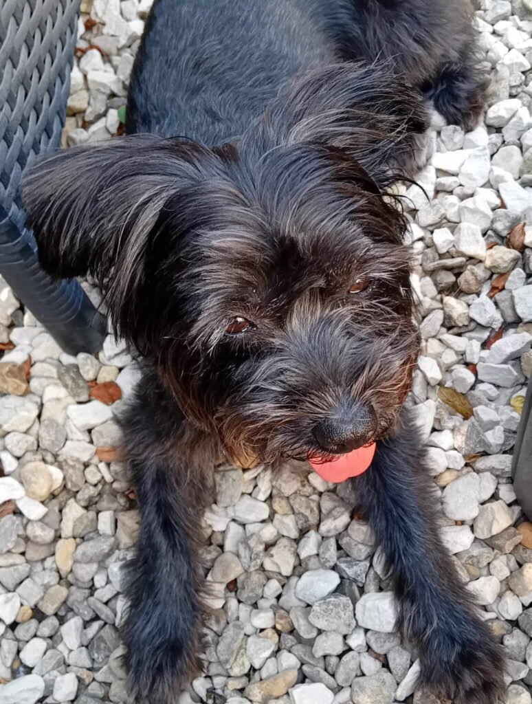 A pup relaxing in the secure, fenced garden at Jackson Tiny Tails.