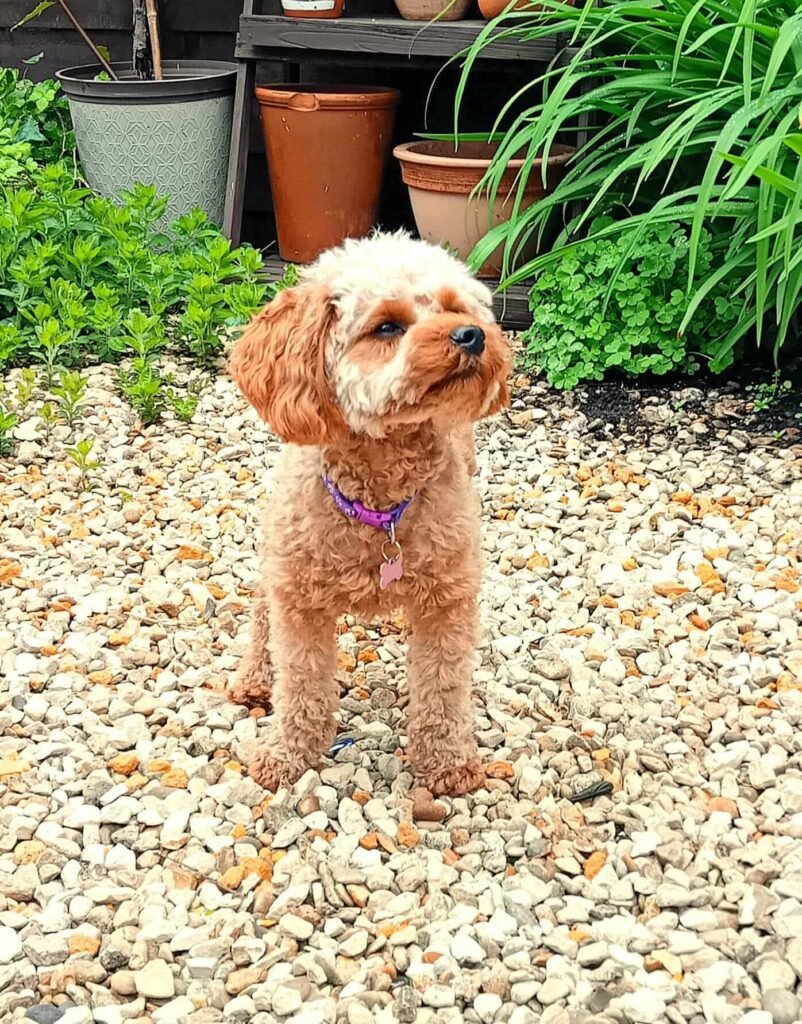 A curious pup discovering new scents in the secure, fenced garden at Jackson Tiny Tails