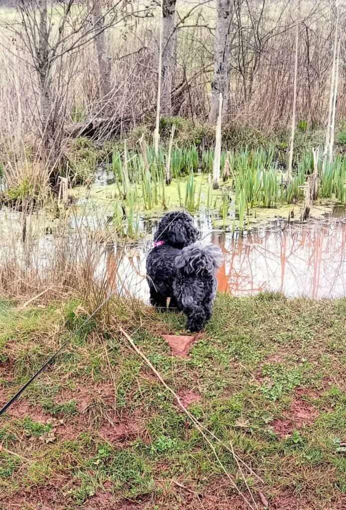 “A dog enjoying enrichment through sniffing and exploring at Jackson Tiny Tails.