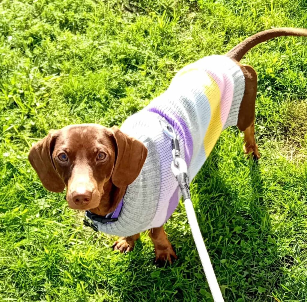 A dog lying on the grass, taking a short rest after playtime at Jackson Tiny Tails.
