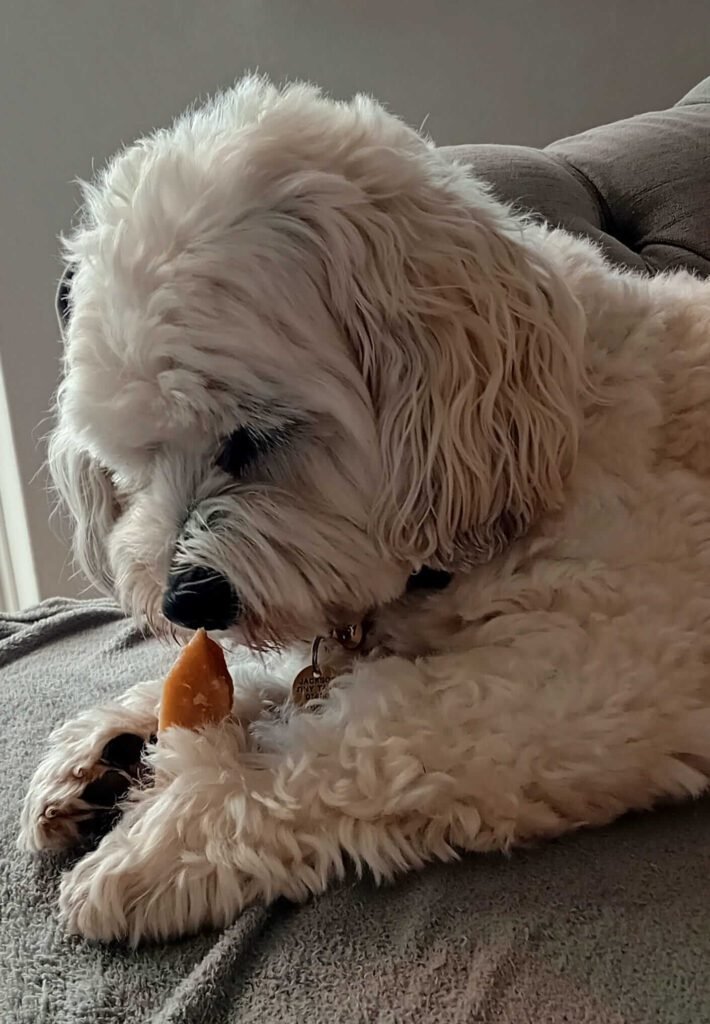 A relaxed dog lying comfortably in a warm, home-like setting.