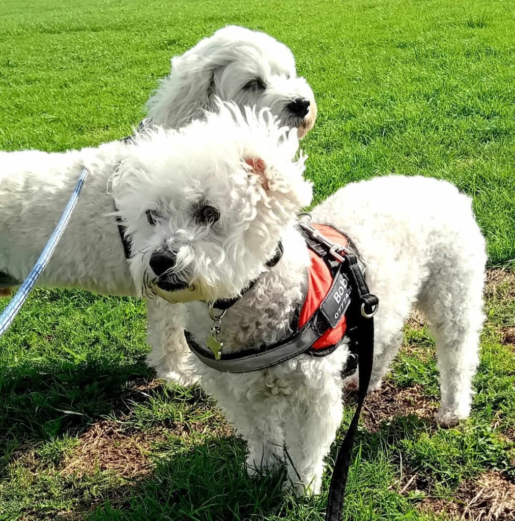A relaxed walk through the grassy countryside, part of the Jackson Tiny Tails routine.