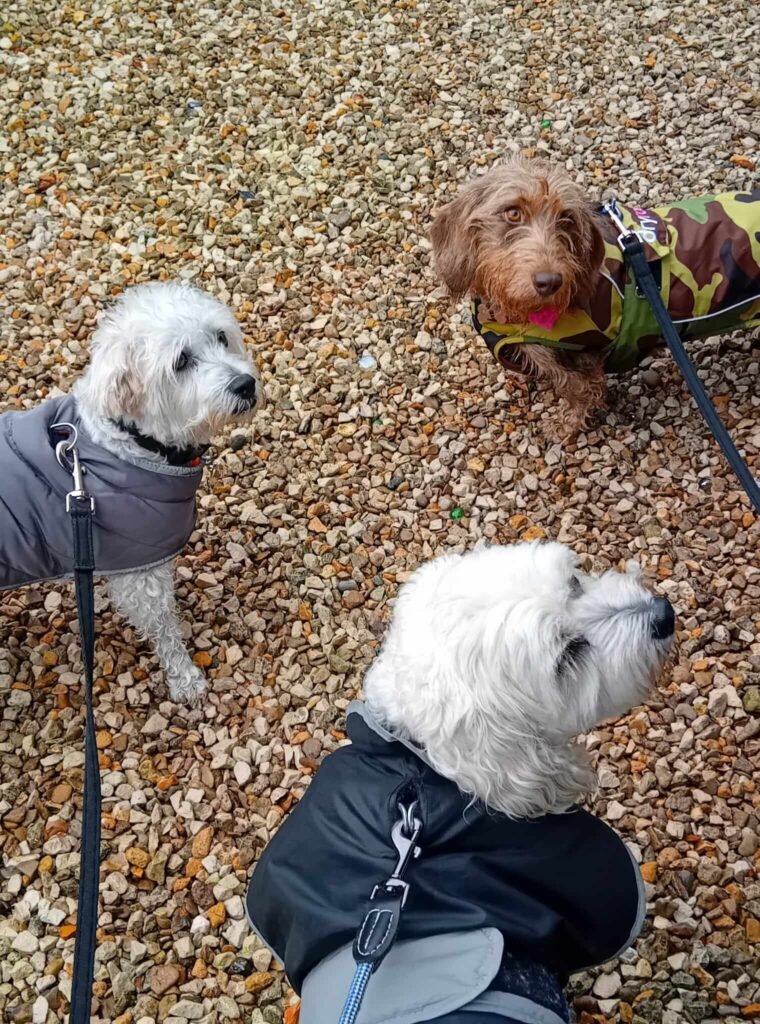 A dog trotting along on a relaxed walk near Jackson Tiny Tails, enjoying the exercise.