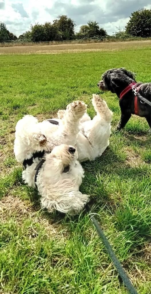 A dog trotting along on a relaxed walk, enjoying the exercise.