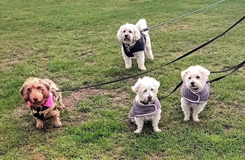 Dogs exploring safely outdoors under the caring supervision of Jackson Tiny Tails.