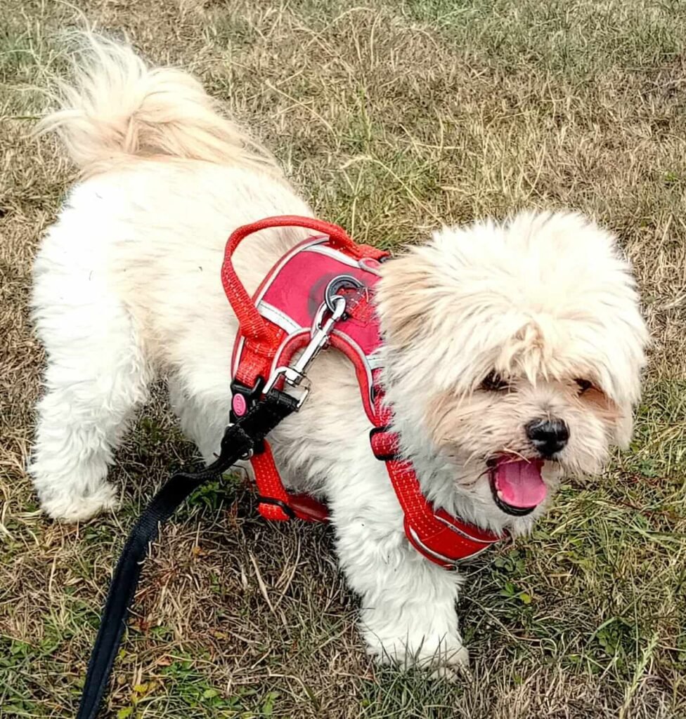 A dog lying on the grass, taking a short rest after playtime at Jackson Tiny Tails