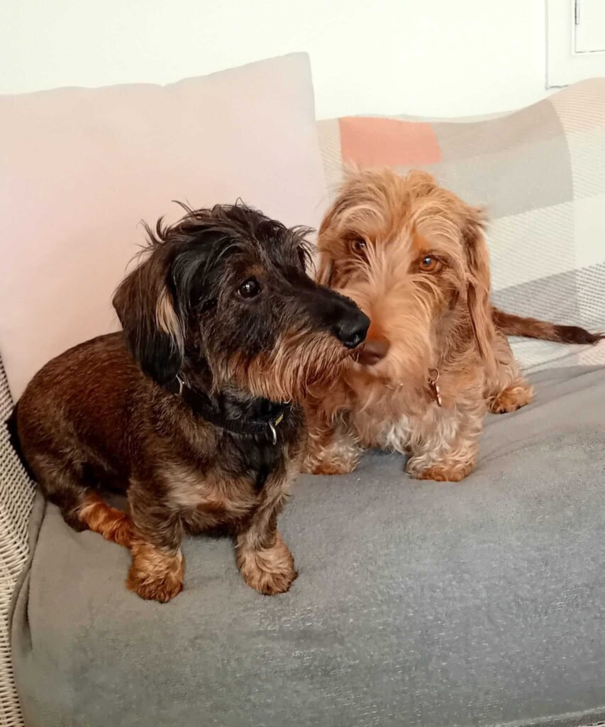 A calm indoor area prepared for dogs to relax and unwind.