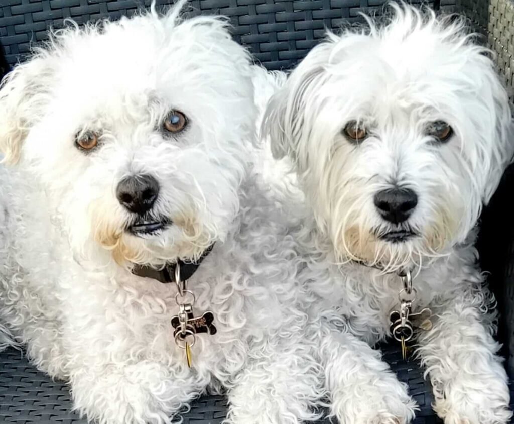 A dog lying on the grass, taking a short rest after playtime at Jackson Tiny Tails