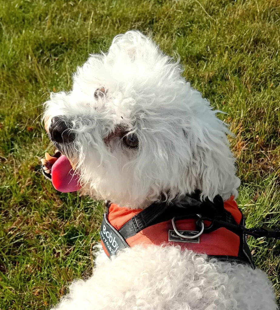 A dog lying on the grass, taking a short rest after playtime at Jackson Tiny Tails