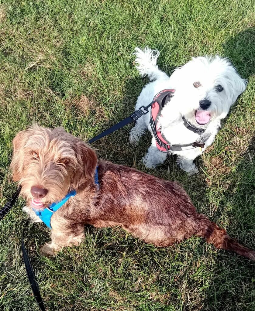 A dog lying on the grass, taking a short rest after playtime at Jackson Tiny Tails