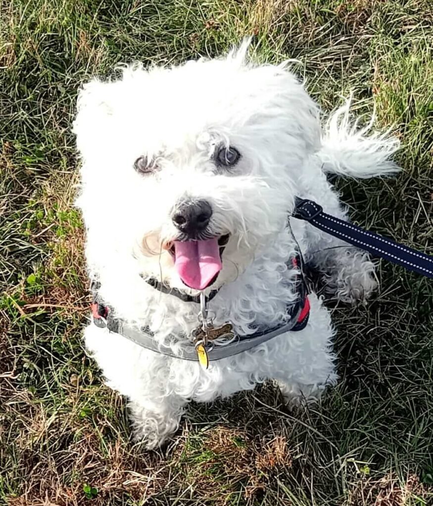 A dog lying on the grass, taking a short rest after playtime at Jackson Tiny Tails