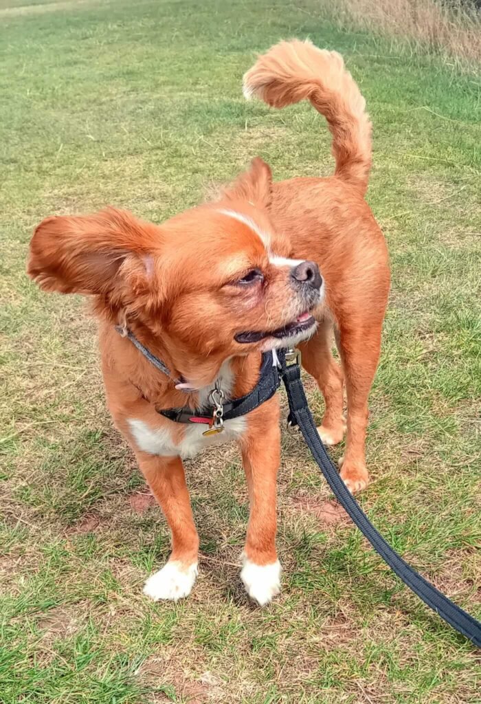 A dog trotting along on a relaxed walk near Jackson Tiny Tails, enjoying the exercise.