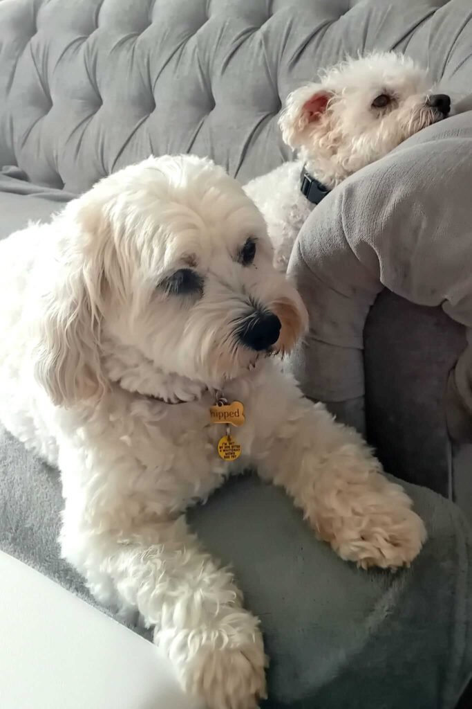 A relaxed dog lying comfortably in a warm, home-like setting.