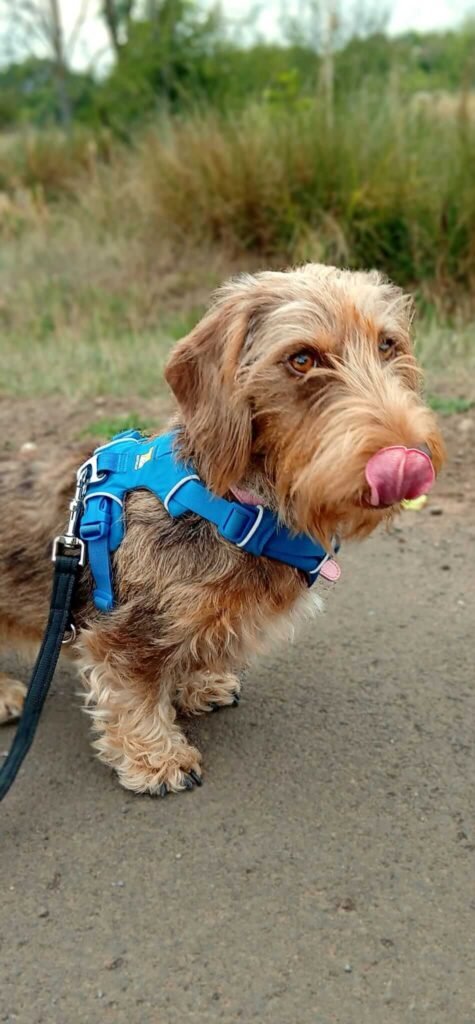 A dog trotting along on a relaxed walk near Jackson Tiny Tails, enjoying the exercise.