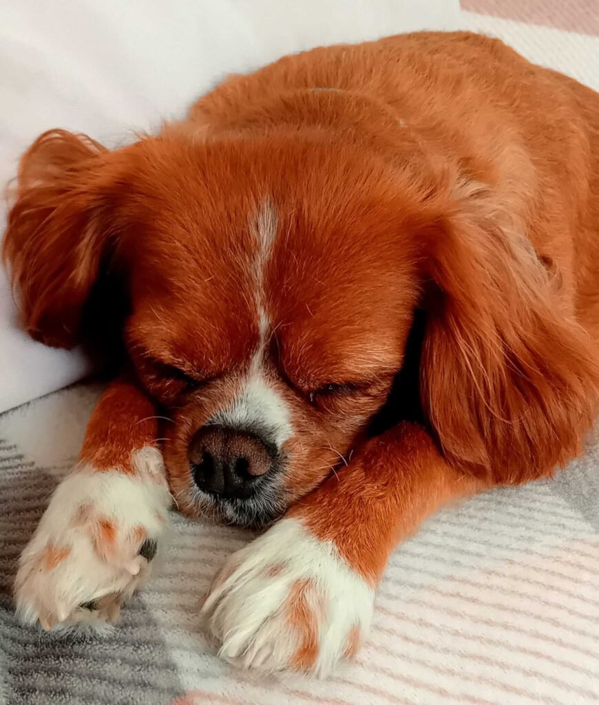 Dogs resting quietly in a relaxed, home-style setting in Bristol.