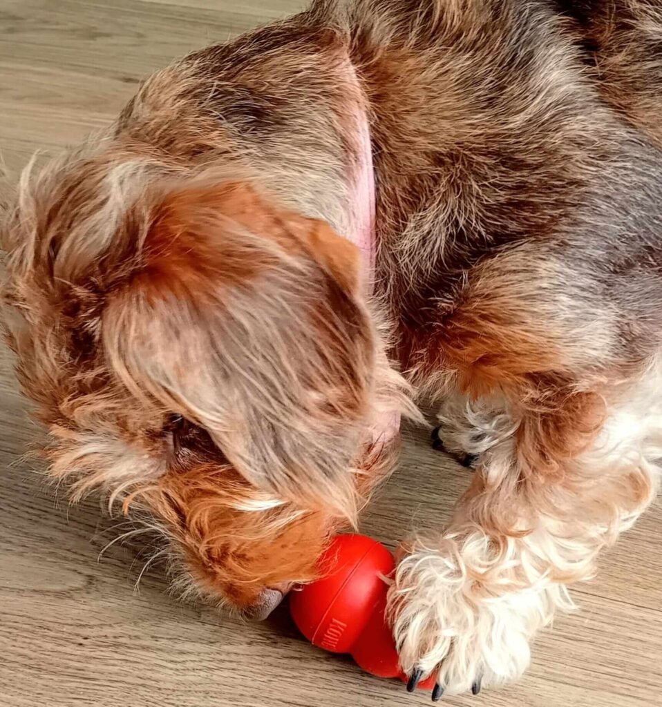 A calm indoor area prepared for dogs to relax and unwind.