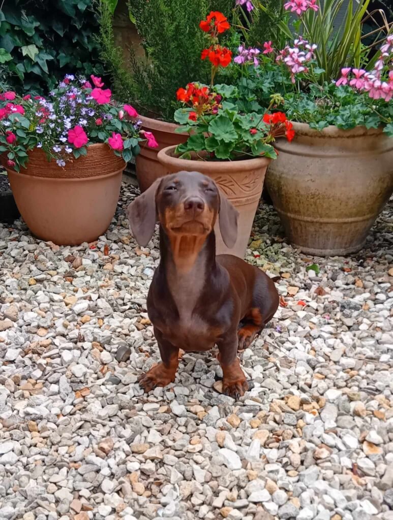 A curious pup discovering new scents in the secure, fenced garden at Jackson Tiny Tails