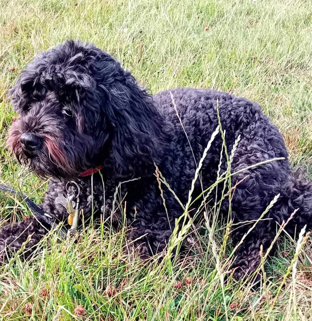 A dog lying on the grass, taking a short rest after playtime at Jackson Tiny Tails