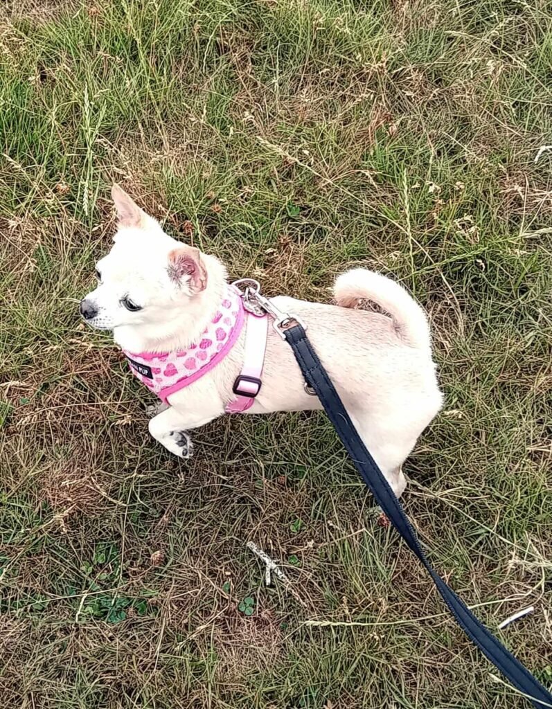 A dog trotting along on a relaxed walk near Jackson Tiny Tails, enjoying the exercise.