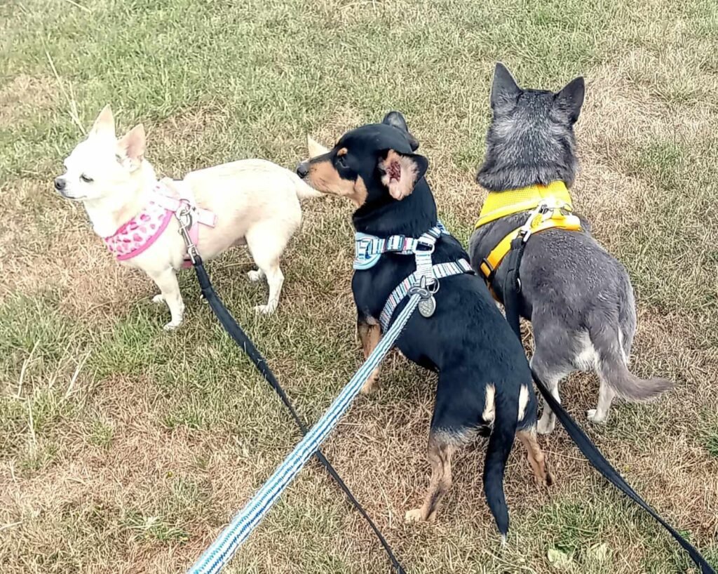 Curious dogs sniffing around the field paths near Jackson Tiny Tails in Bristol.