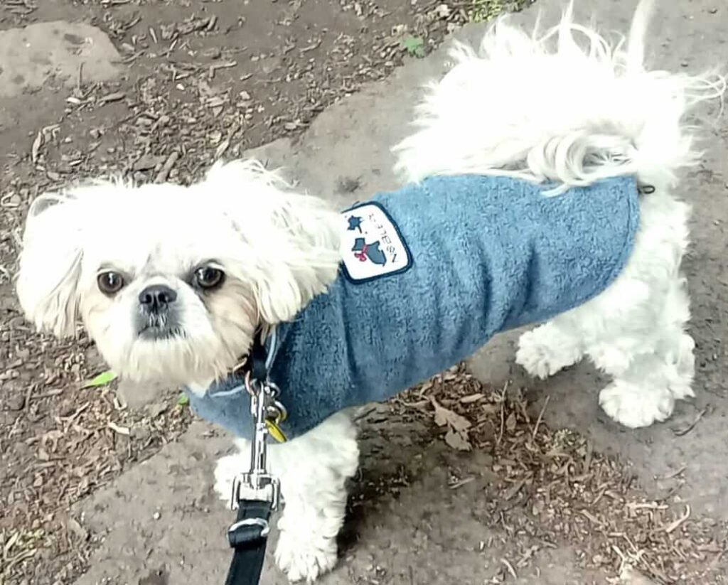 A lively dog chasing a ball across the grass in the Jackson Tiny Tails garden.