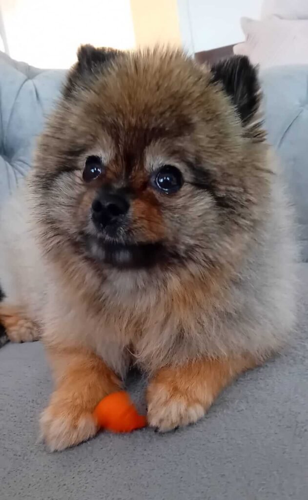 Dogs resting quietly in a relaxed, home-style setting in Bristol.