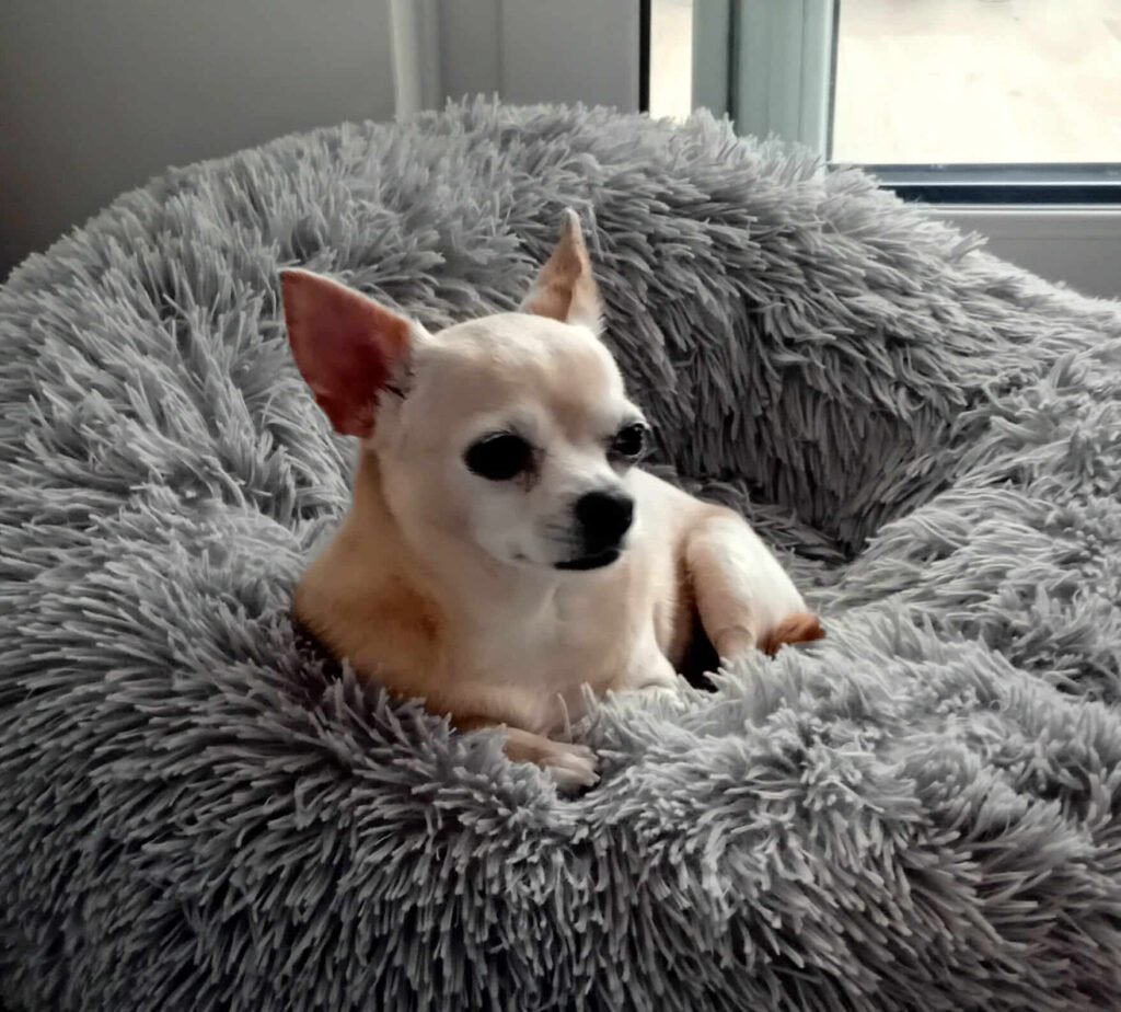 A dog snoozing peacefully on a comfy bed at Jackson Tiny Tails.