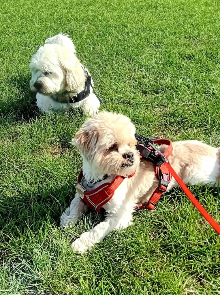 Dogs enjoying the open air and space to play at Jackson Tiny Tails
