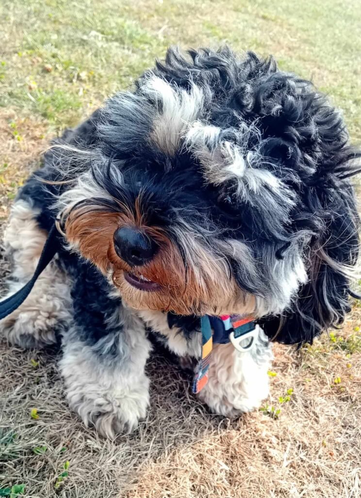 A dog lying on the grass, taking a short rest after playtime at Jackson Tiny Tails