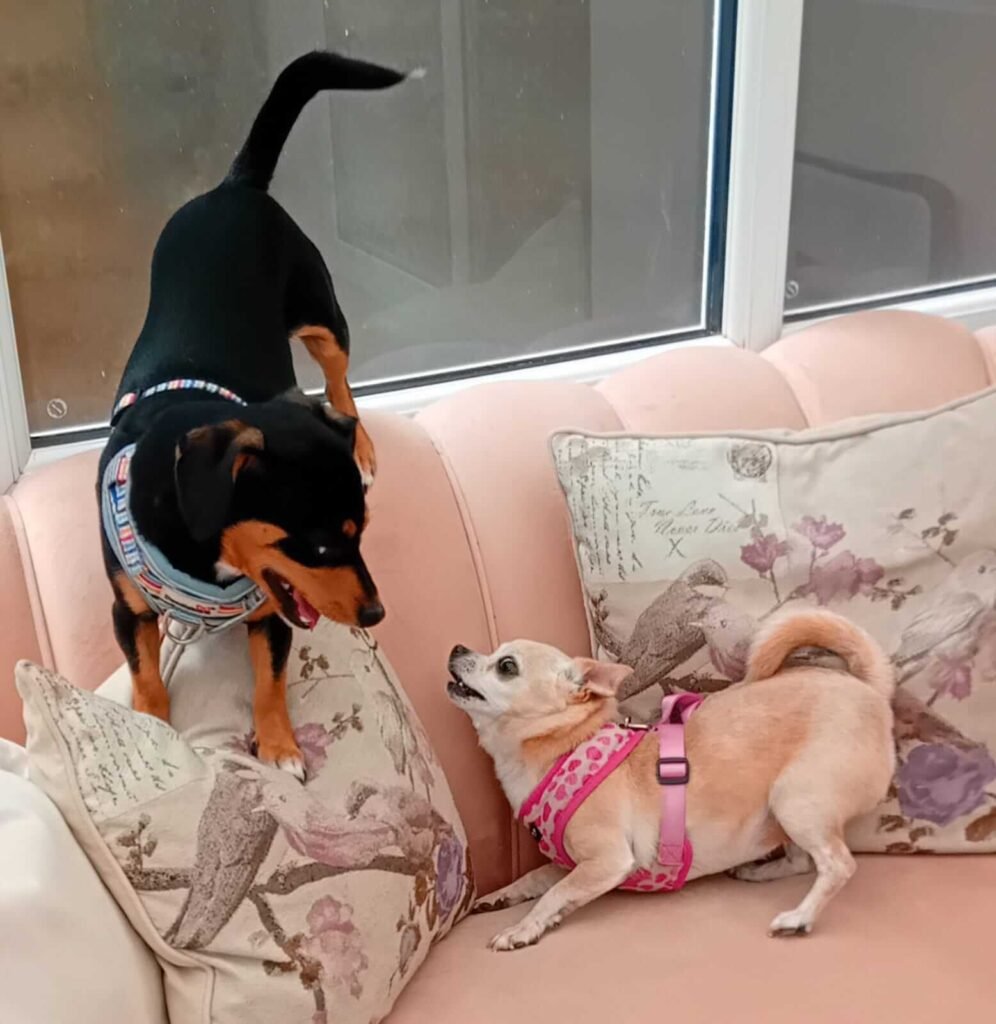 A calm indoor area prepared for dogs to relax and unwind.