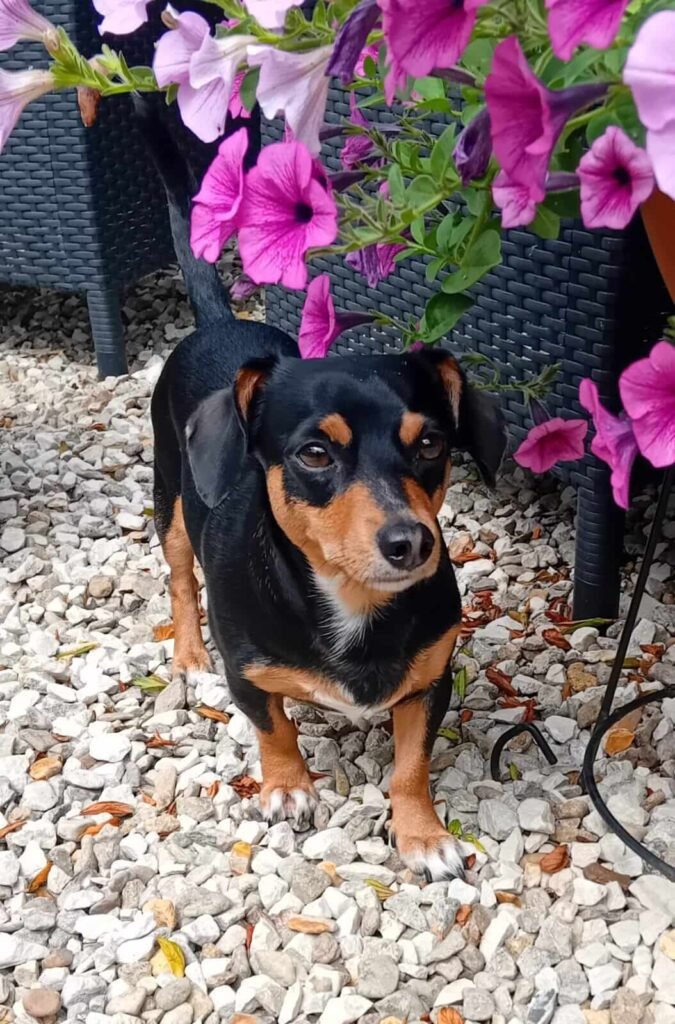 A curious pup discovering new scents in the secure, fenced garden at Jackson Tiny Tails