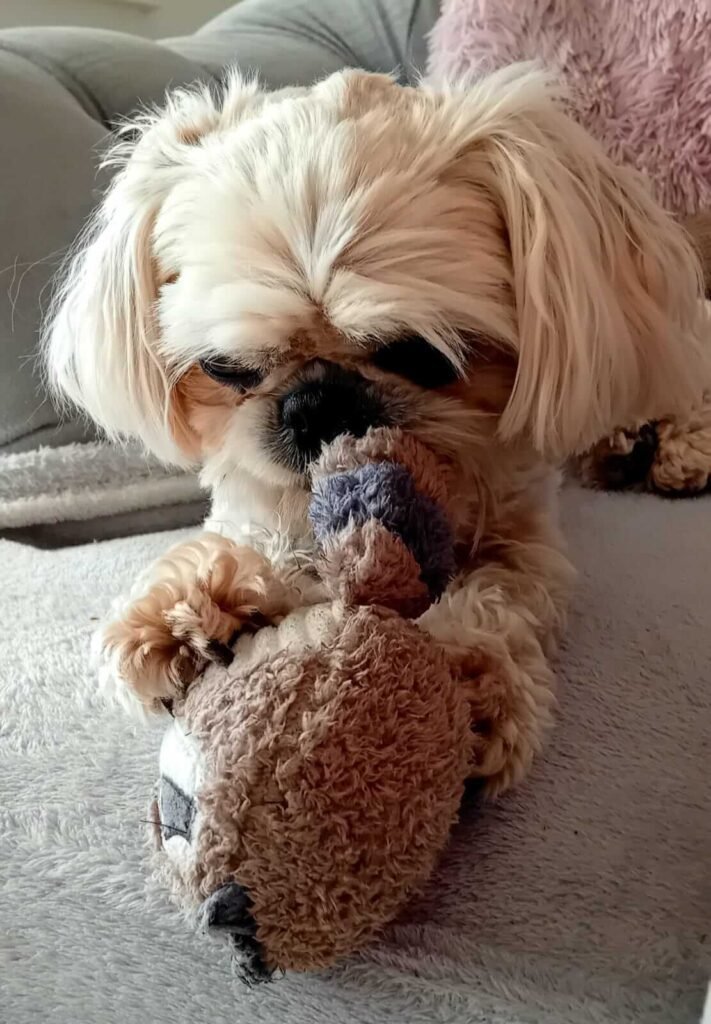 A dog resting quietly, feeling safe and calm at Jackson Tiny Tails