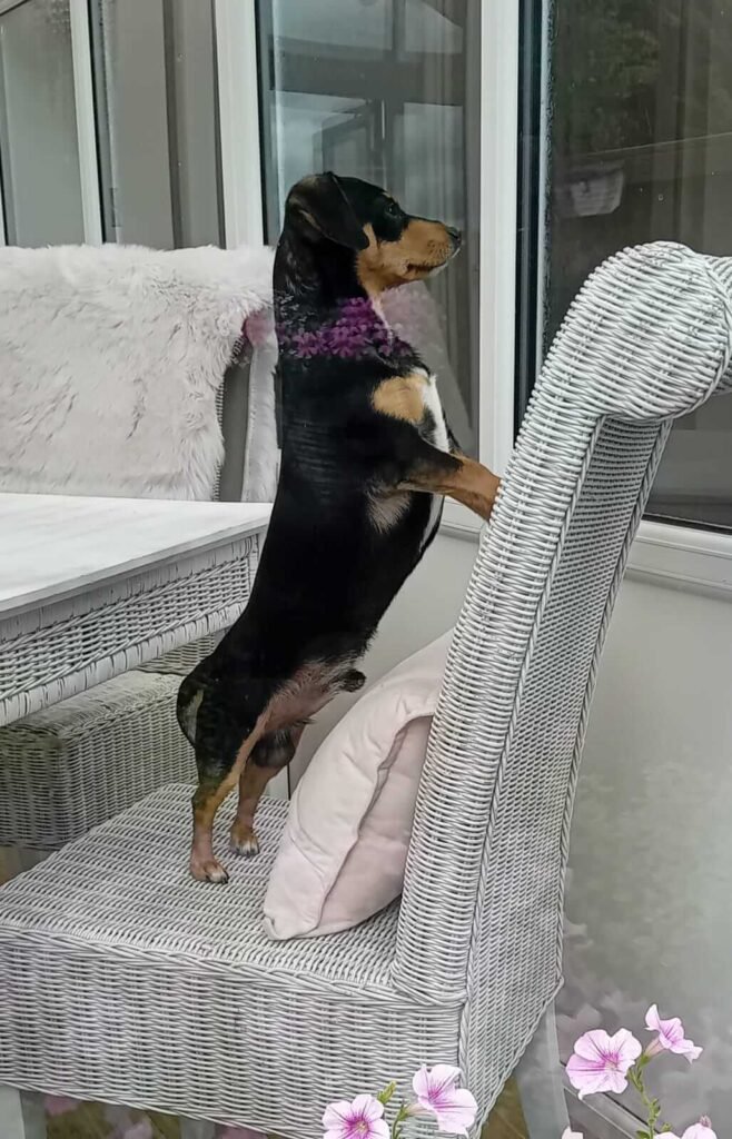 A relaxed dog lying comfortably in a warm, home-like setting.