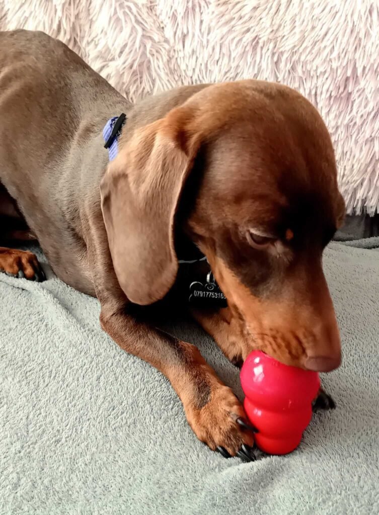 A dog resting quietly, feeling safe and calm at Jackson Tiny Tails