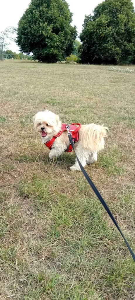 A happy dog running within the secure boundaries of the Jackson Tiny Tails garden.