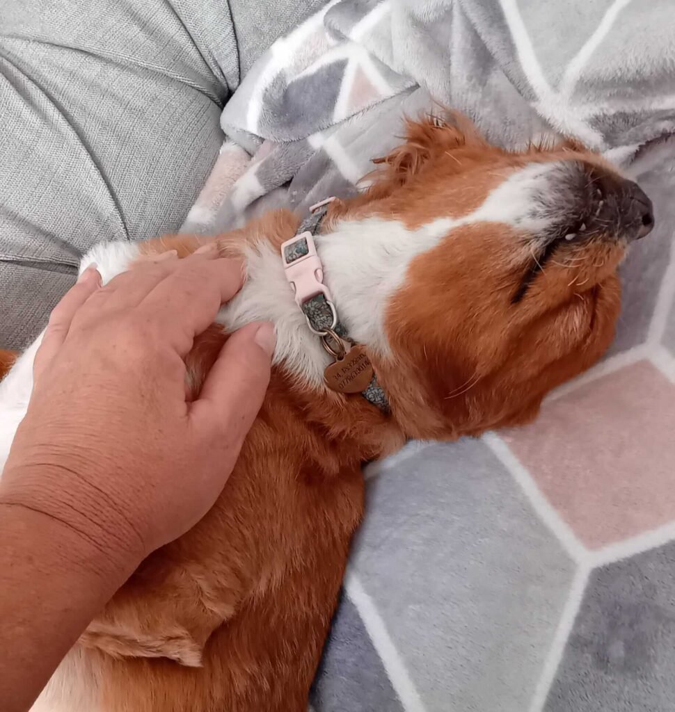 A relaxed dog lying comfortably in a warm, home-like setting.