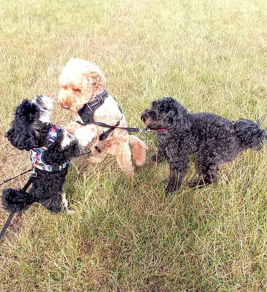 Happy dogs playing together in the secure garden at Jackson Tiny Tails, Bristol.