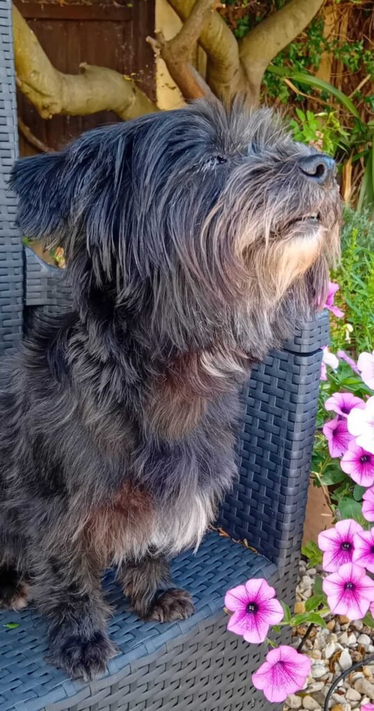 A dog lying on the grass, taking a short rest after playtime at Jackson Tiny Tails.