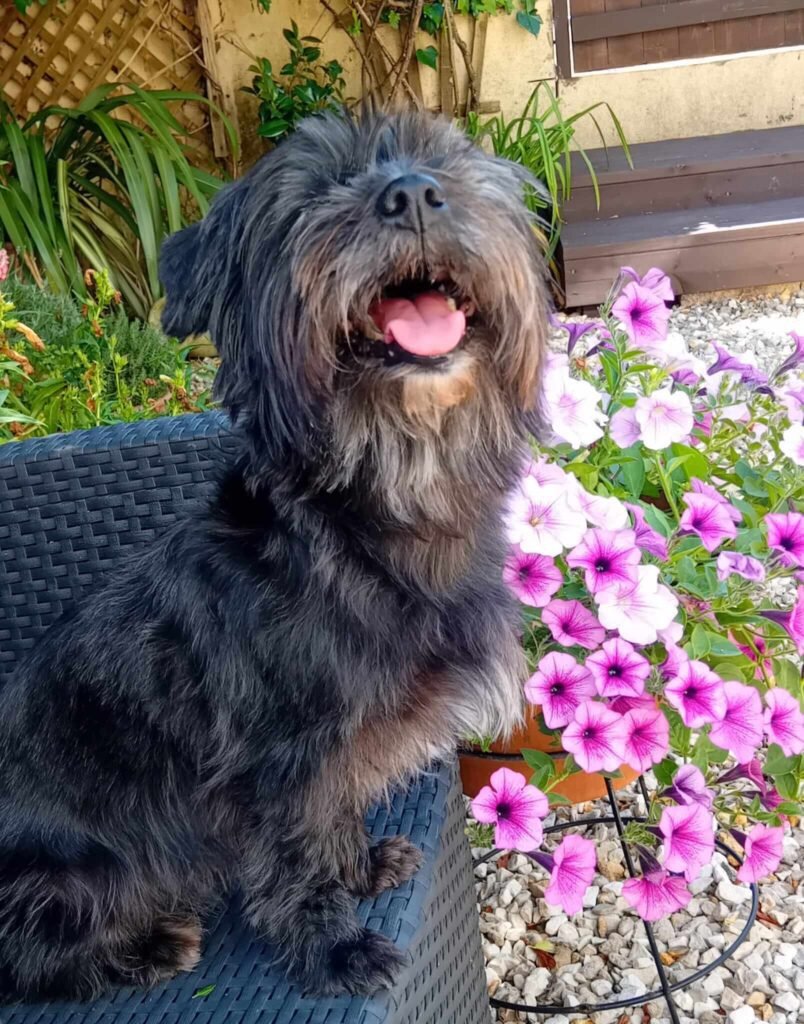 A playful moment in the safe, enclosed garden at Jackson Tiny Tails.