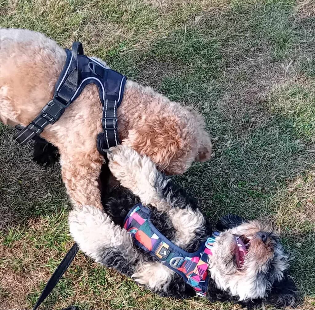 Dogs enjoying the open air and space to play at Jackson Tiny Tails.