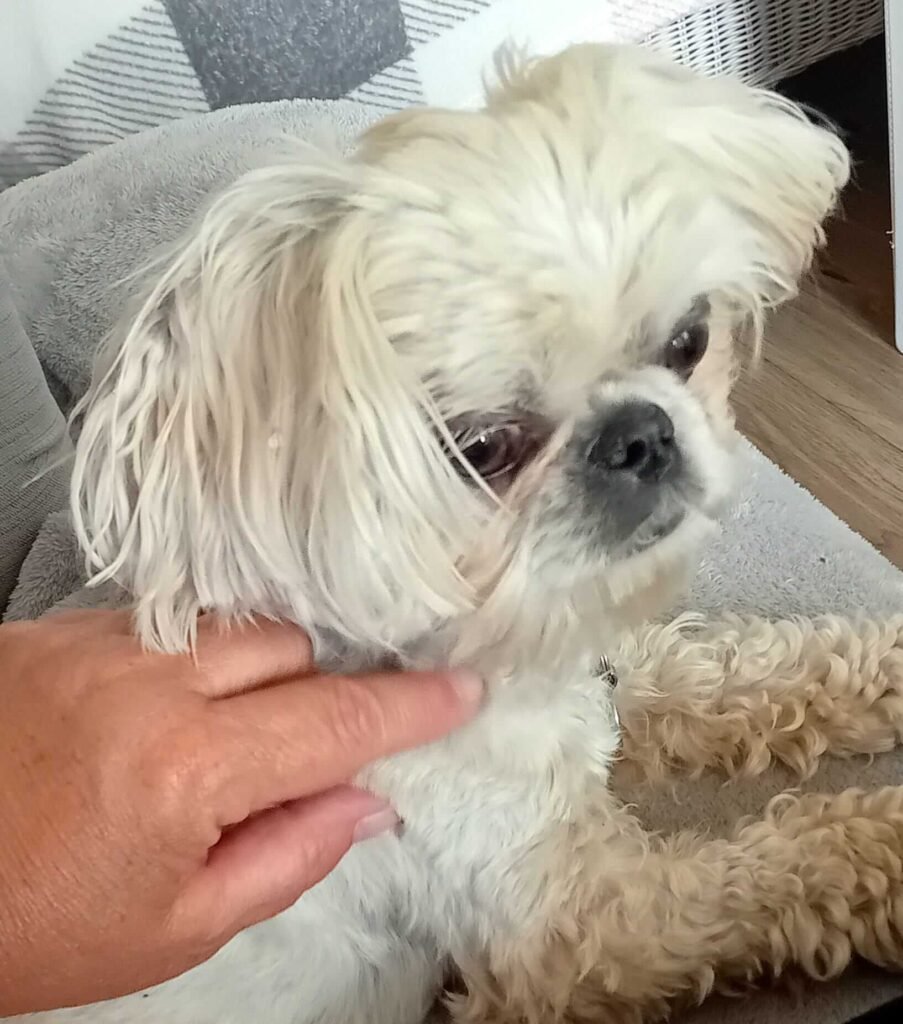 Dogs resting quietly in a relaxed, home-style setting in Bristol.