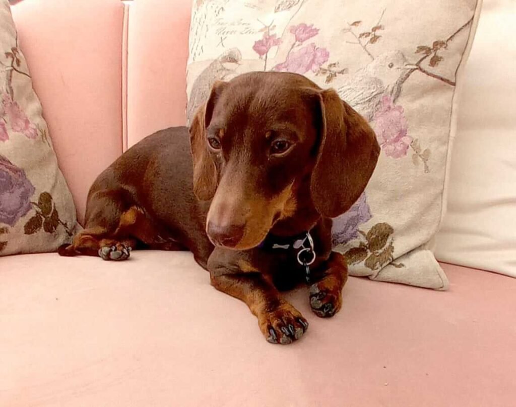 Dogs resting quietly in a relaxed, home-style setting in Bristol.