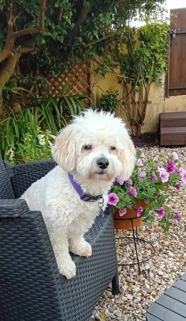 A pup relaxing in the secure, fenced garden at Jackson Tiny Tails.