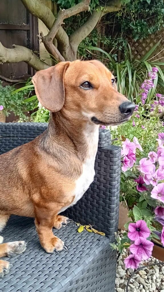 A lively dog chasing a ball across the grass in the Jackson Tiny Tails garden.