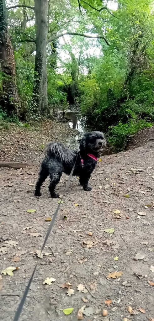 Dogs soaking up the sun and having fun outdoors at Jackson Tiny Tails.